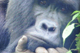 Gorilla al Bwindi Natural Park